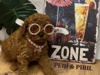 KORE POODLE YAVRULARI