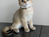 British shorthair golden erkek