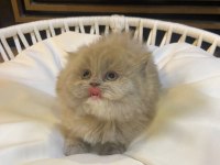 2 aylık lilac top kafa british longhair