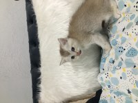 2 aylık 3 erkek bir dişi oyuncu yavrular scottish fold