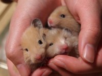 Çok tatlı minicik Suriye Hamster Adana