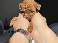 KORE RED BROWN TOY POODLE