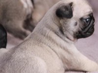 Köpekte kalite asla tesadüf değildir
