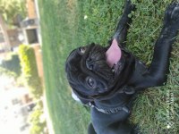 Siyah erkek pug
