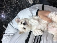 Maltipoo bebekler