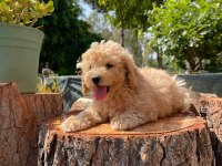 Kg garantili karma aşıları yapılmış poodle yavrularımız