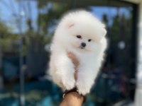Pomeranian yavrularımız