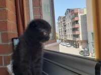 Dişi tek kalan yavru scottish fold