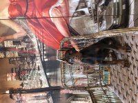 A Kalite Şecereli King Doberman son 2 yavrumuz