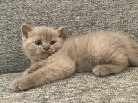 British shorthair yavrular dişi ve erkek mevcut uygun