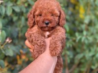 Cep boy toy poodle yavrularım