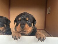 Koca Kafa Rottweiler Yavrular