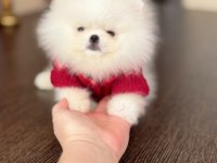 2 TEACUP POMERANİAN AYICIKLAR