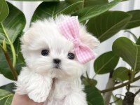 Beyaz Lokum Bebek Maltese