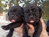 Ev ve bahçeniz için cane corso kapıda ödeme mevcuttur