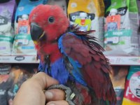 El Besleme Eclectus Bordo-Mavi