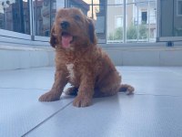 IRK VE SAĞLIK GARANTİ MALTİPOO YAVRUMUZ