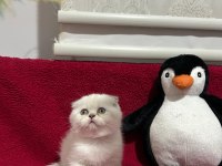 Scottish ve british shorthair yavrular