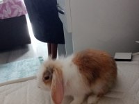 Hollanda lop tavşanı