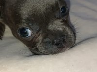 60 günlük erkek french bulldog
