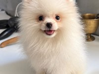 Orijinal Pomeranian Boo Dişi Yavru