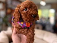 En akıllı apartman köpeği secereli toy poodle