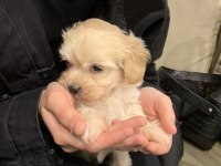 0 boy maltipoo