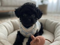 Toy poodle minik köpekler
