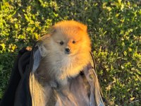 Pomeranian Boo Yavru