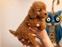 Red Toy Ve Micro Poodle Yavruları Aşılı Sağlıklı
