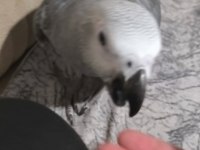4 Aylık Evcil Jako Papağanı