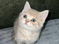 3 aylık erkek oynak ve tatlı bir kedidir