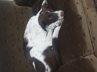 A kalite av köpeği