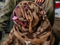 ÜST DÜZEY İNGİLİZ BULLDOG YAVRULAR