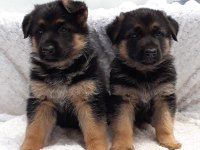 Alman Çoban Köpeği Yavruları