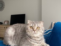 Scottish fold 10 aylık dişi kedimiz