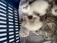 Sağlıklı anne ve baba safkan british shorthair rezerve açık