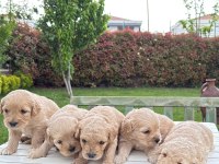 Annesi Maltipoo Babası Poodle dünya tatlısı yavrumuz
