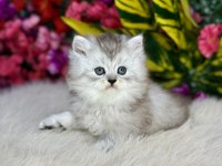 Anne altından safkan yavru kediler