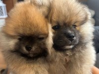Sağlıklı Pomeranian boo