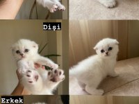 45 günlük scottish fold yavrular iletişime geçebilirsiniz