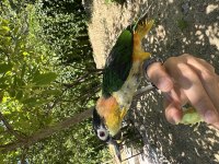 Evcil Kayık (Caique) Papağanı ve Kafesi