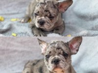 FRENCH BULLDOG YAVRULARI