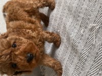 Toy poodle köpeğimiz