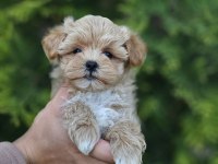 Kore Maltipoo