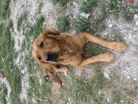 Çok akılı sevecen golden retriever
