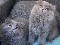 British longhair yavrularım