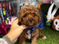 Gerçek orjinal Toy Poodle Yavrularımız