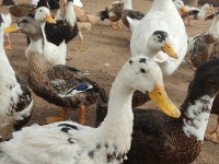 Pekin, Muscovy, Amerikan, Melez, Yaban Ördek