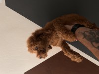 Toy Poodle Dişi Yavru